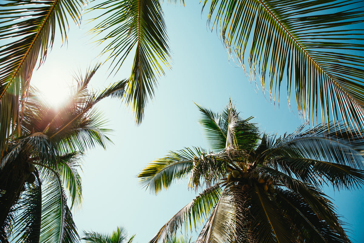 Palm trees in natural California light