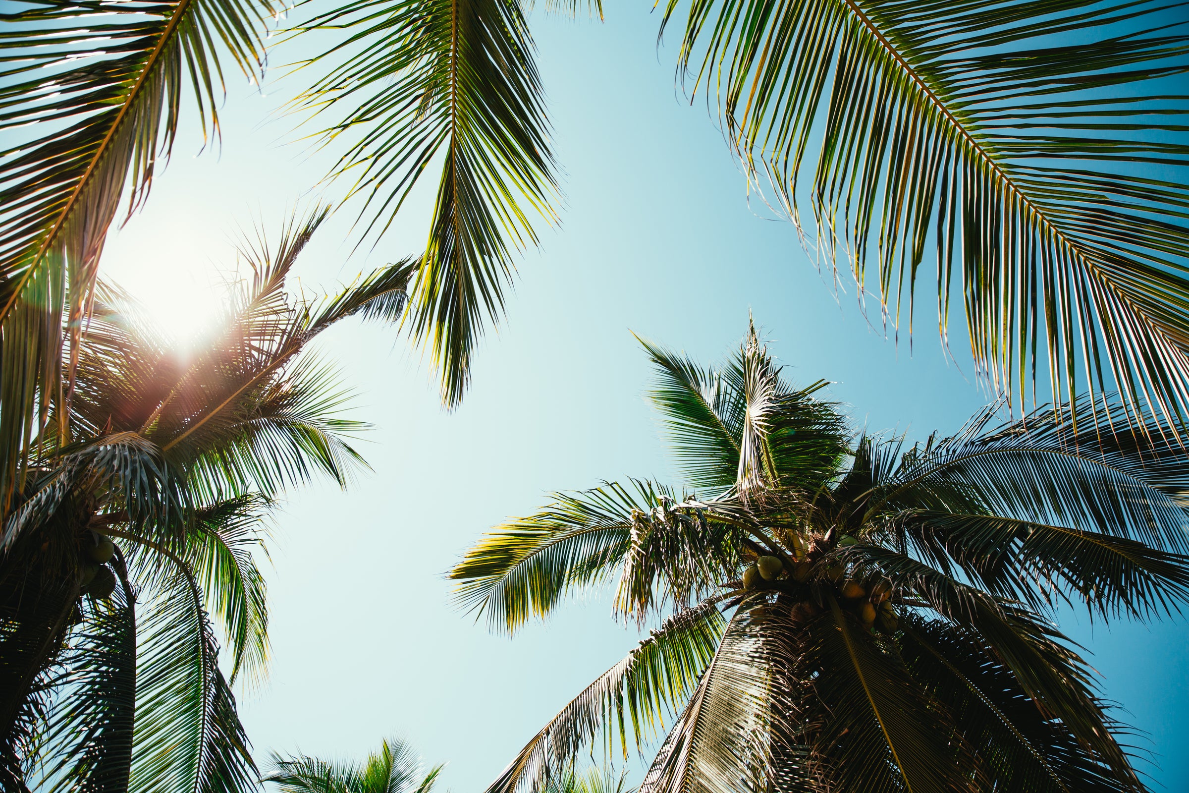 Coconut palms growing in natural sunlight